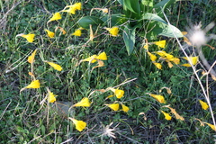 Narcissus bulbocodium