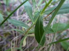 Thymelaea sanamunda
