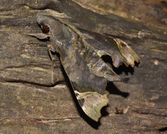 Temnora zantus