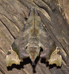 Temnora zantus