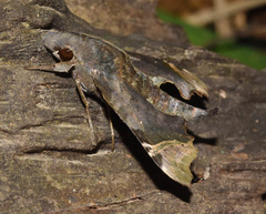 Temnora zantus