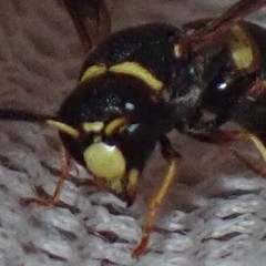 Euodynerus hidalgo boreoorientalis