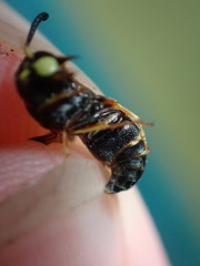 Euodynerus hidalgo boreoorientalis