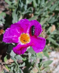 Acmaeodera octodecimguttata