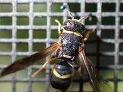 Euodynerus hidalgo boreoorientalis