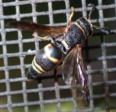 Euodynerus hidalgo boreoorientalis