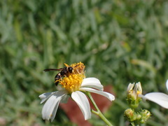 Euodynerus hidalgo boreoorientalis