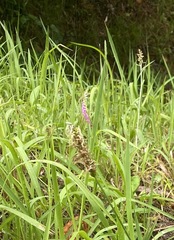 Spiranthes australis