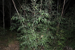 Eucalyptus curtisii