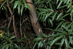 Eucalyptus curtisii