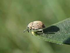Sibinia pellucens