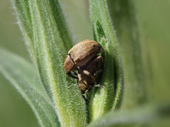 Sibinia pellucens
