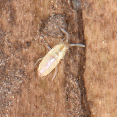 Pseudosinella rolfsi