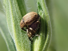 Sibinia pellucens