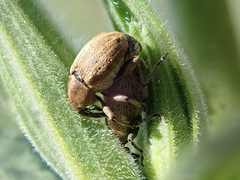 Sibinia pellucens