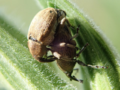 Sibinia pellucens