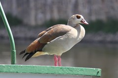 Alopochen aegyptiaca