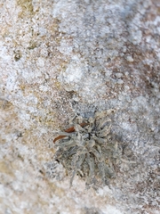 Roccella phycopsis