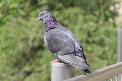 Columba livia domestica
