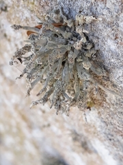 Roccella phycopsis