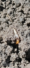 Arthropoda