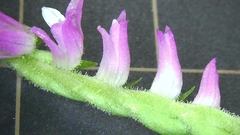 Spiranthes australis