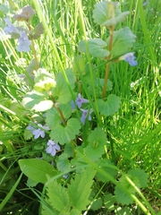 Glechoma hederacea