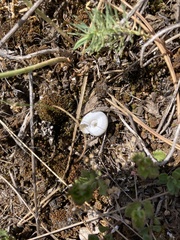 Xerolenta obvia