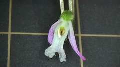 Spiranthes australis