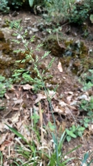 Poa chaixii