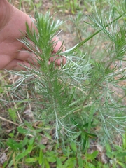 Artemisia sericea