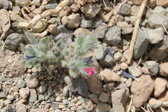 Echium rauwolfii