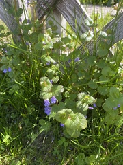 Glechoma hederacea
