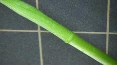 Spiranthes australis