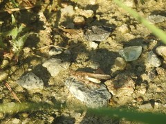 Trilophidia annulata