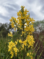 Genista pilosa