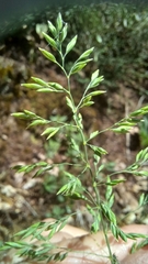 Poa chaixii
