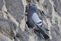 Columba livia domestica