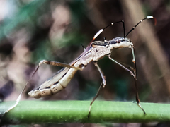 Marcius longirostris