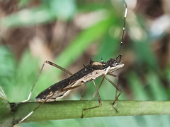 Marcius longirostris