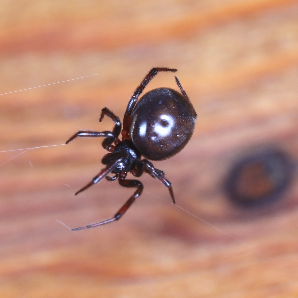 Rabbit Hutch Spider from Äkäslompolon koulu P, 95970 Kolari, Suomi on