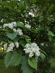 Crataegus submollis