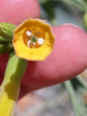 Nicotiana glauca