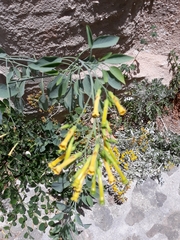 Nicotiana glauca