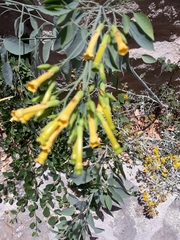 Nicotiana glauca