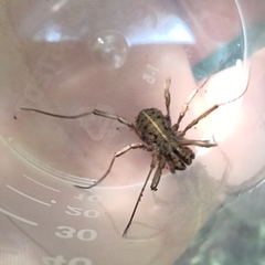 Zachaeus crista