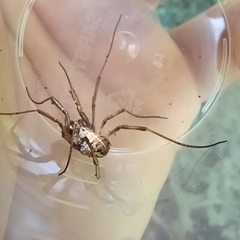 Zachaeus crista