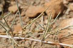 Ephedra alata