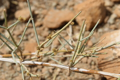 Ephedra alata