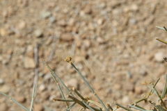 Ephedra alata